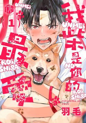 我「柴」是你的最愛