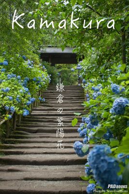 kamakura 鎌倉の紫陽花